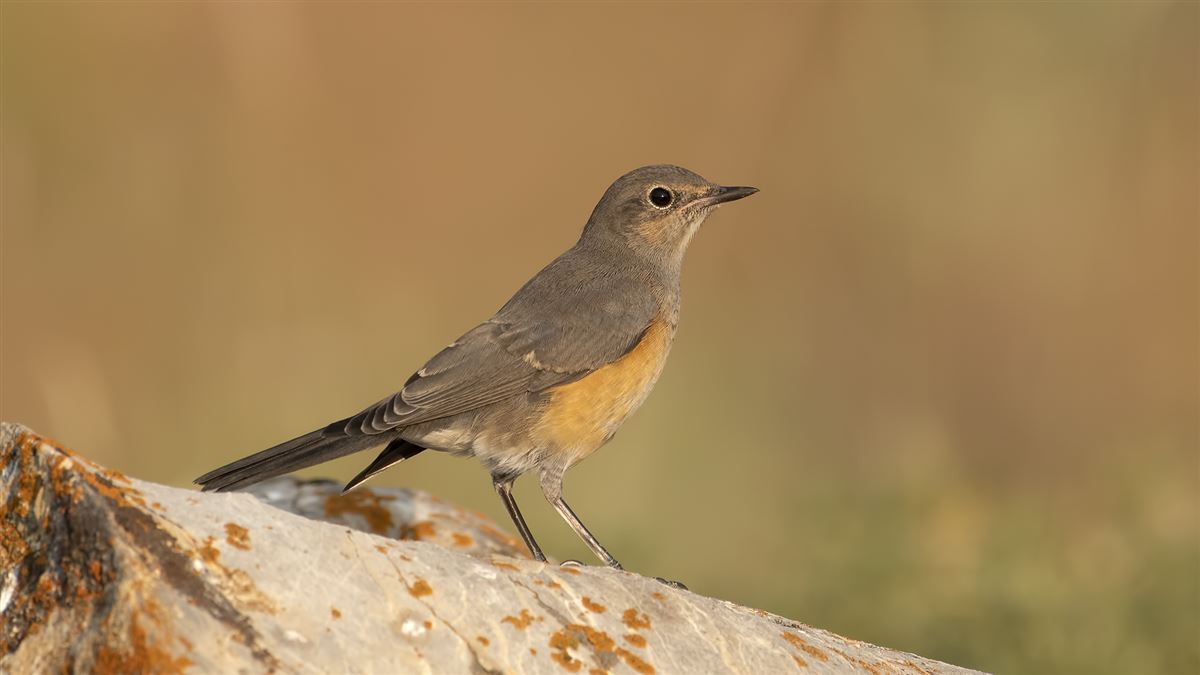 White-throated Robin