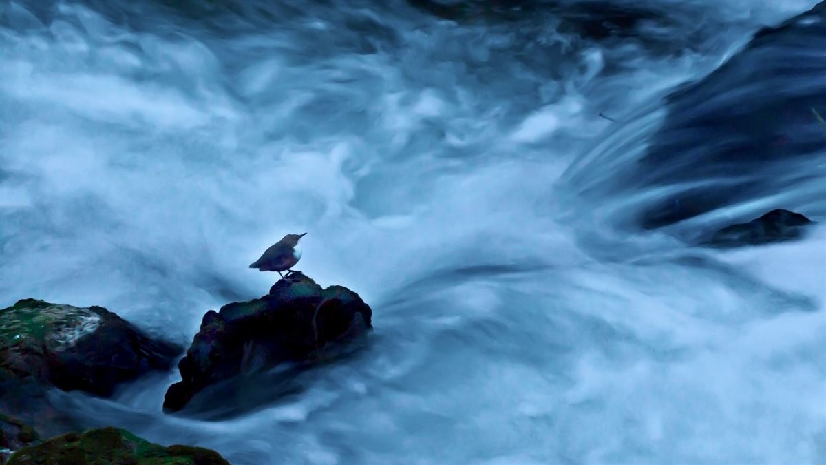 White-throated Dipper