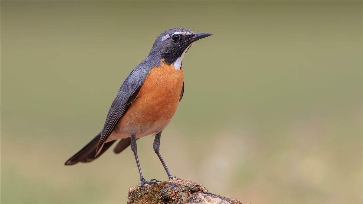 White-throated Robin