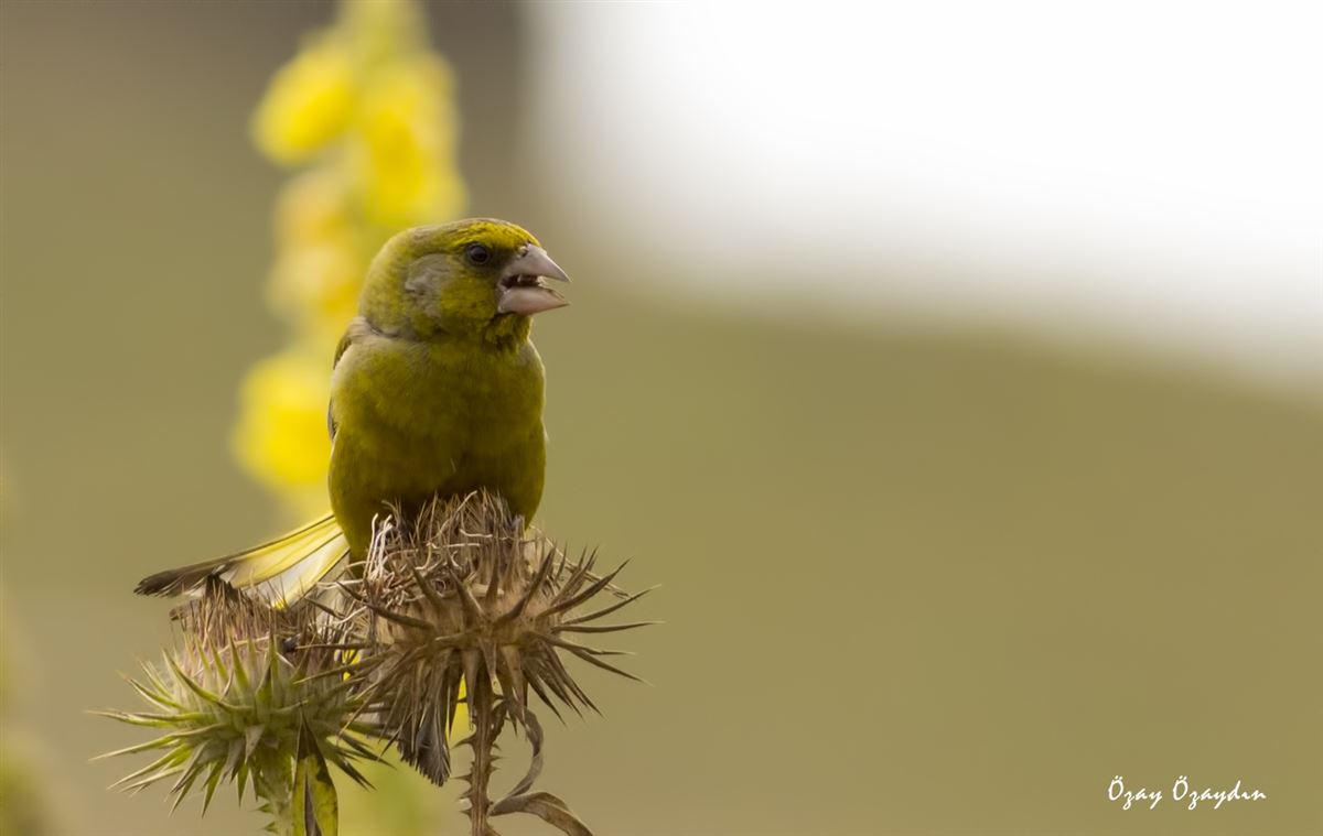 European Greenfinch