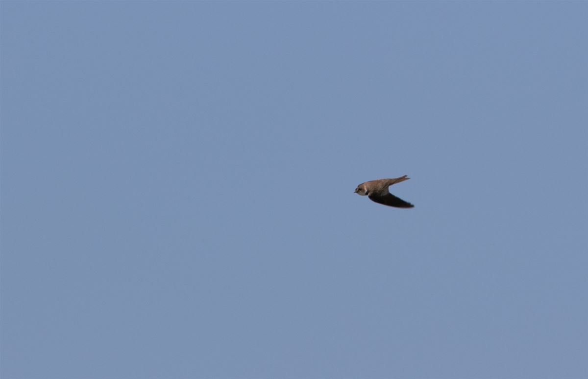 Sand Martin