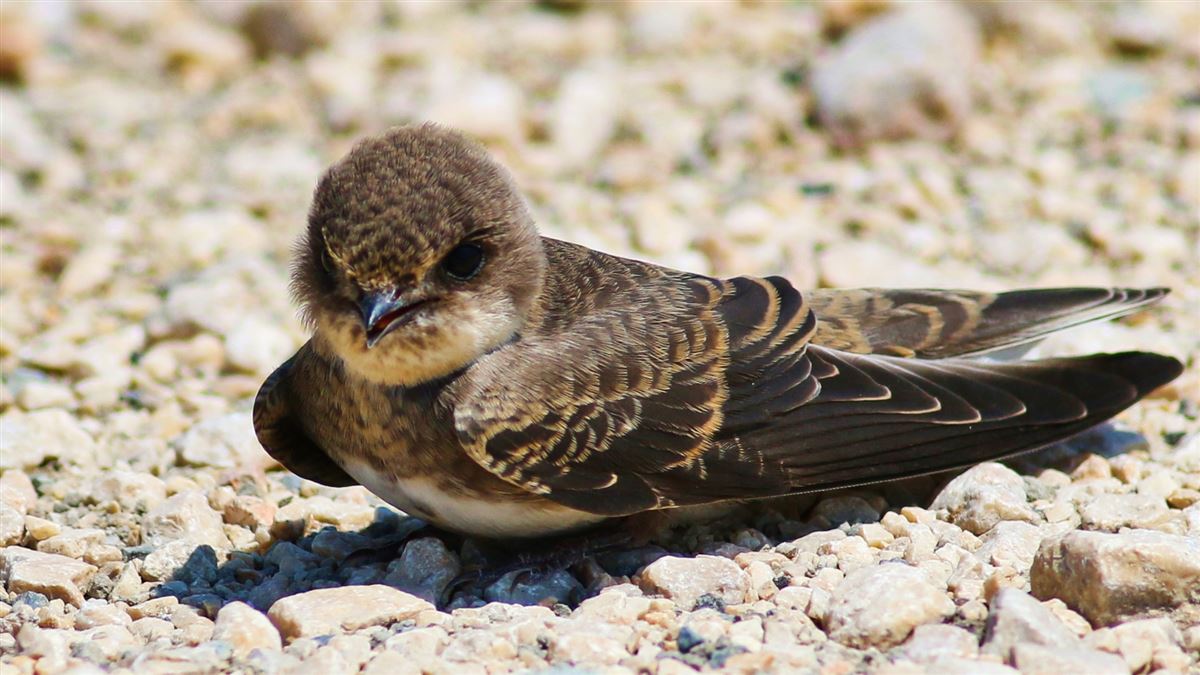 Sand Martin