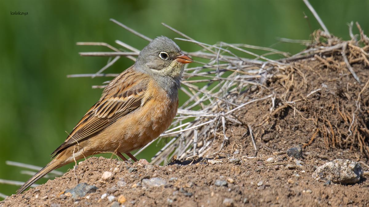Ortolan Bunting