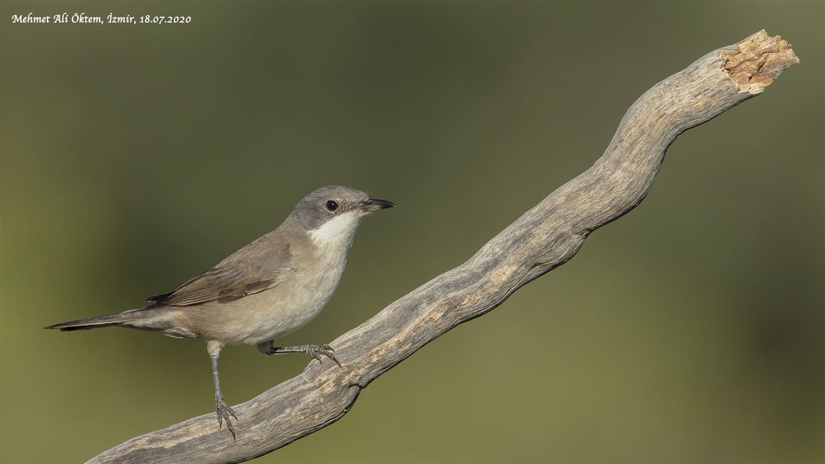 Eastern Orphean Warbler