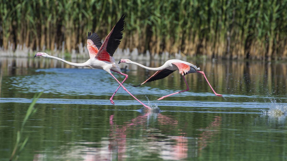 Flamingo