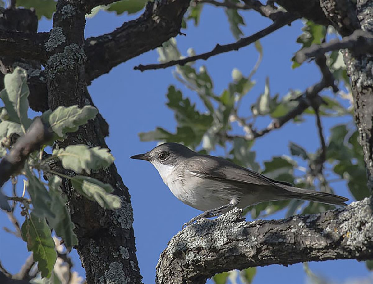 Eastern Orphean Warbler