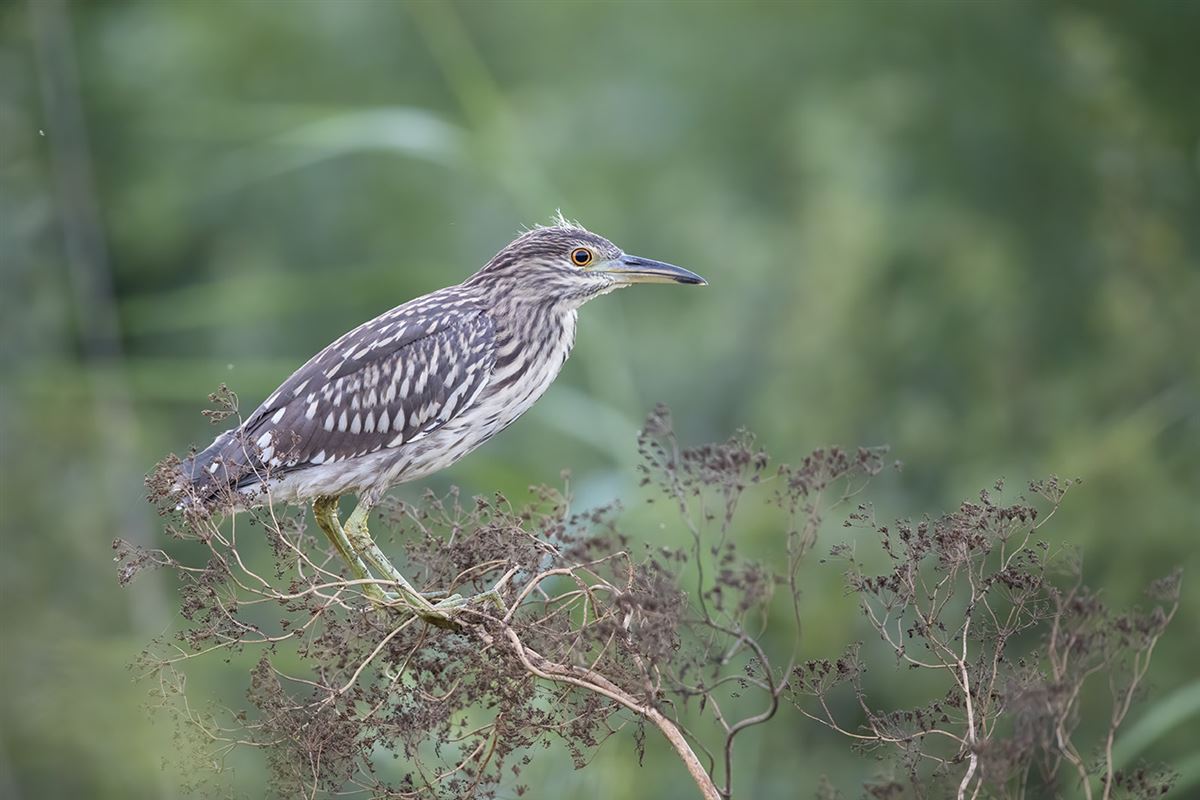 Gece Balıkçılı