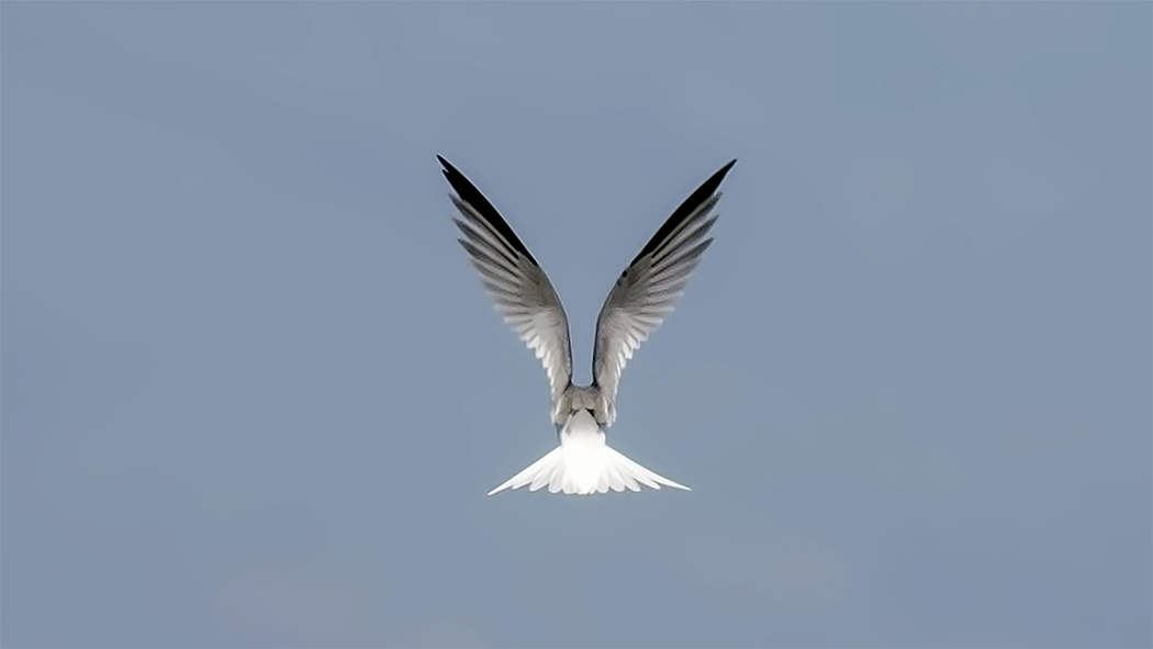 Little Tern