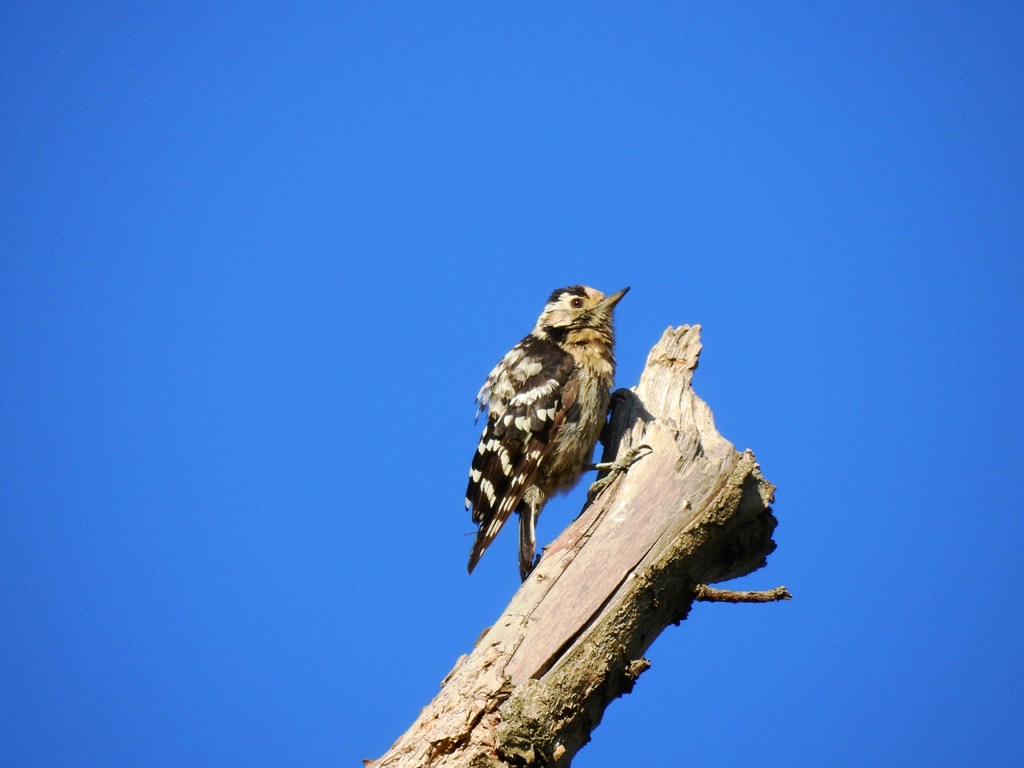 Lesser Spotted Woodpecker