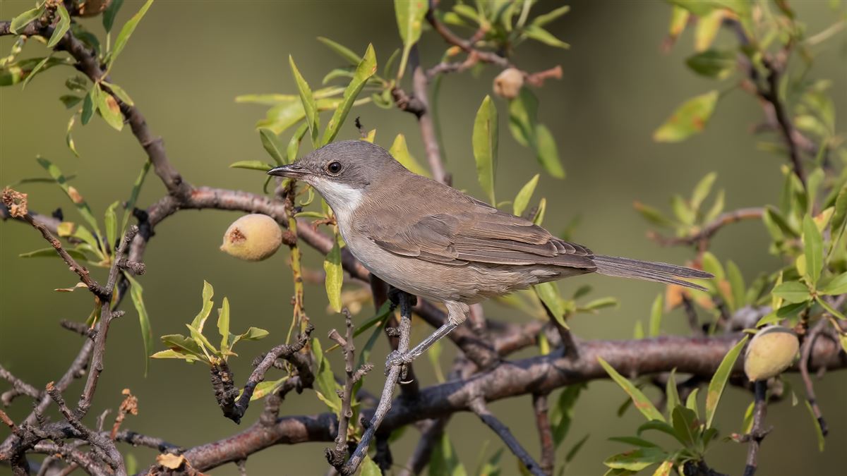 Eastern Orphean Warbler