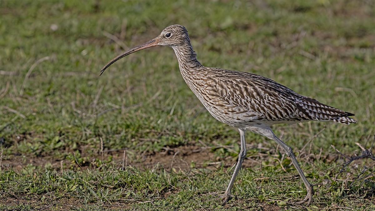 Eurasian Curlew