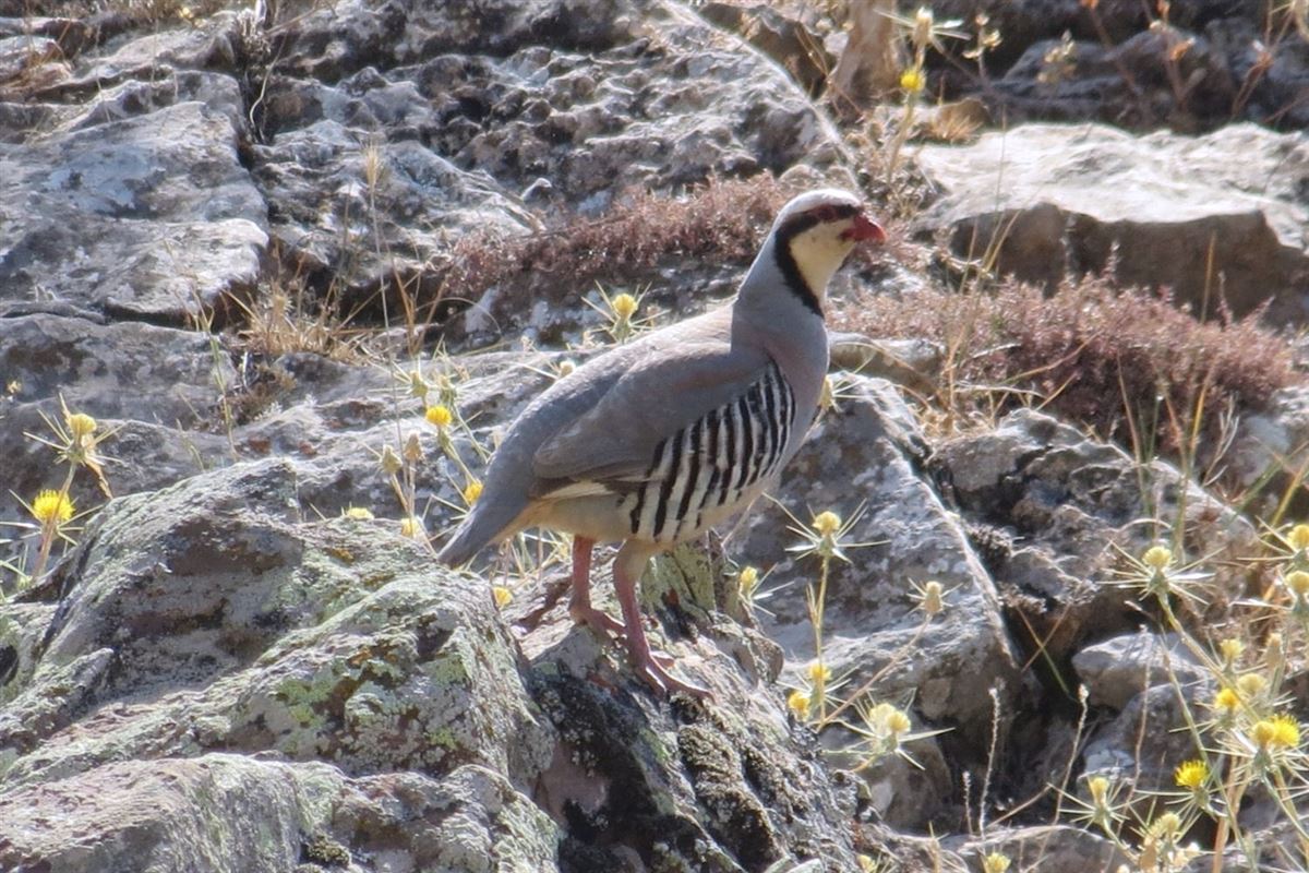 Chukar Partridge