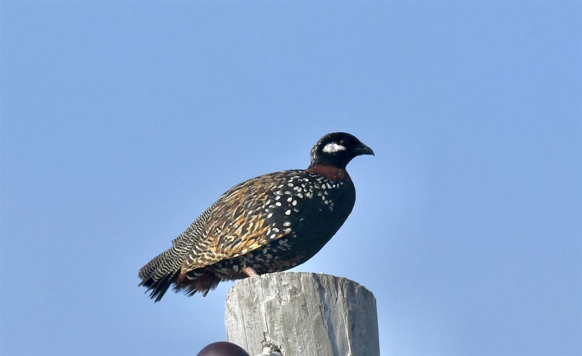 Black Francolin