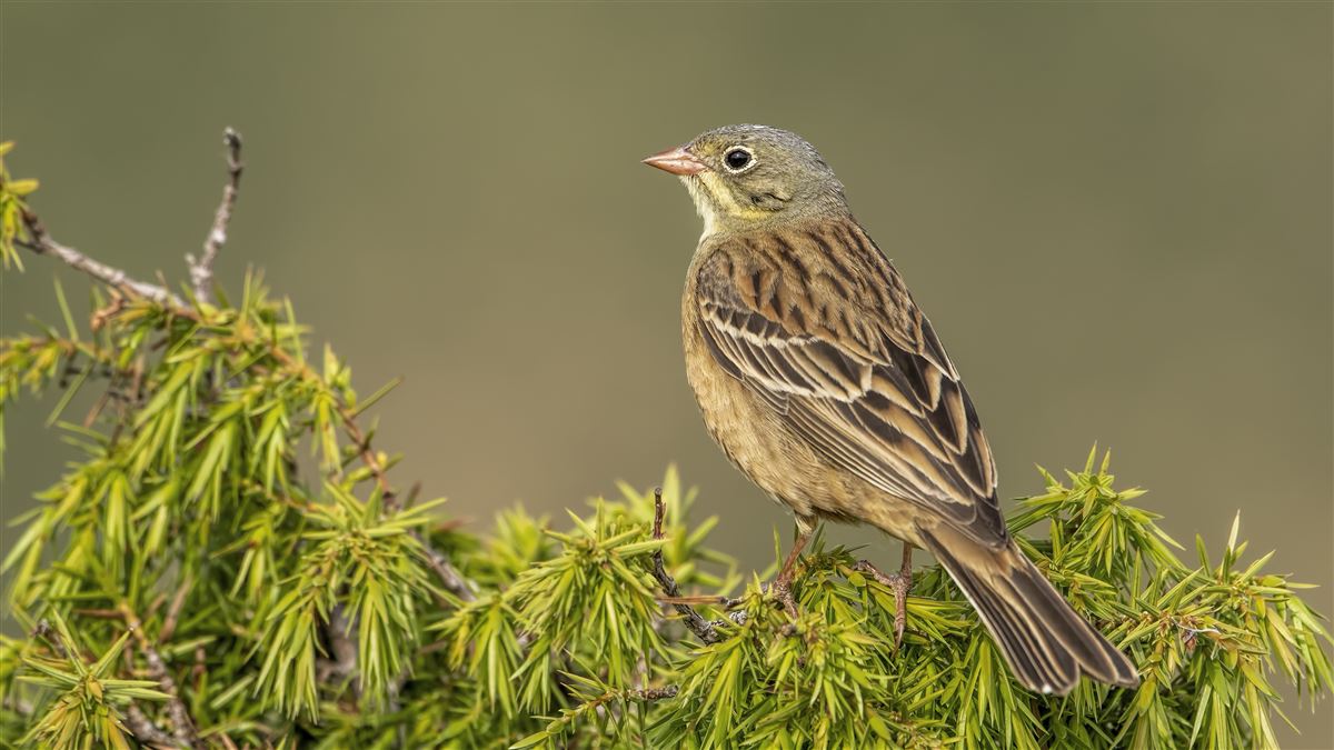 Ortolan Bunting