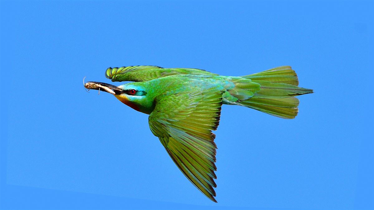 Blue-cheeked Bee-eater