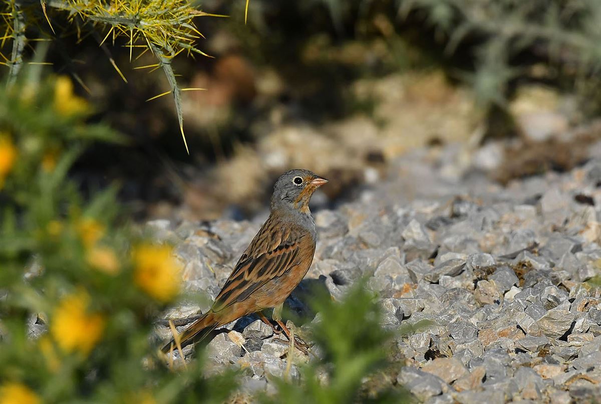 Cretzschmar`s Bunting