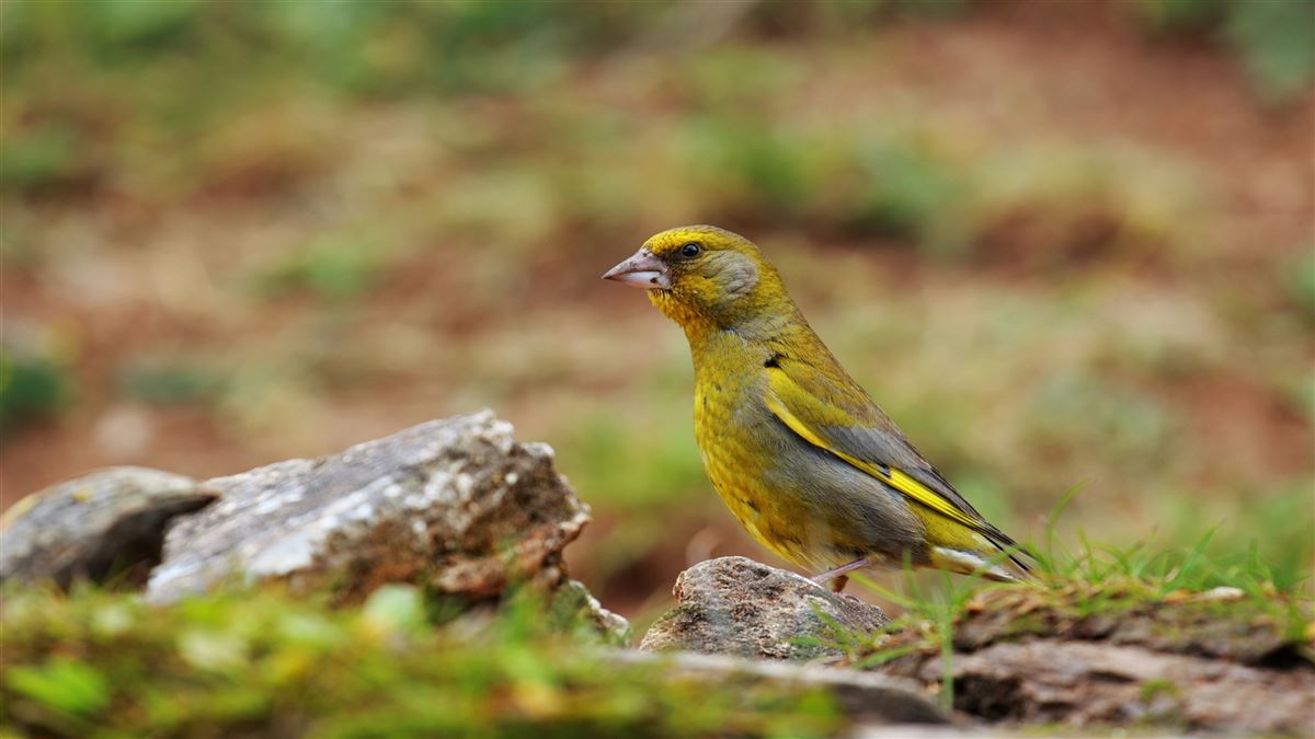 European Greenfinch