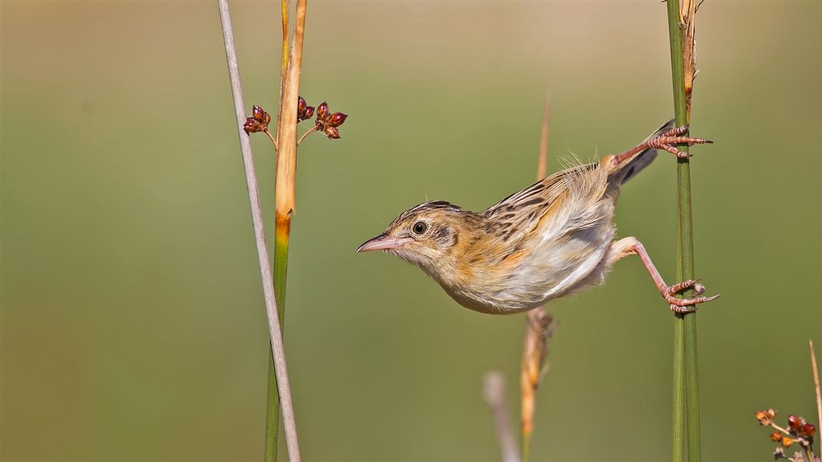 Zitting Cisticola