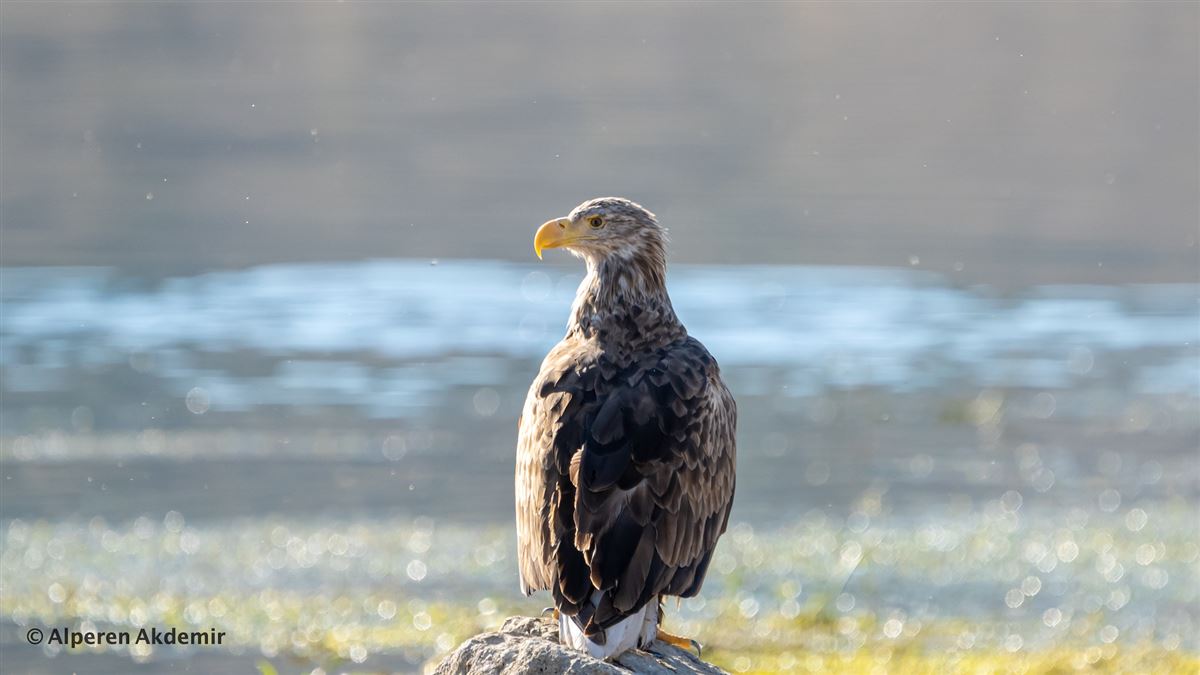 Akkuyruklu Kartal