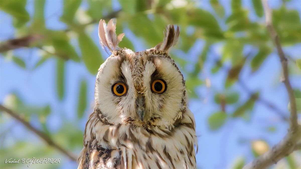 Long-eared Owl