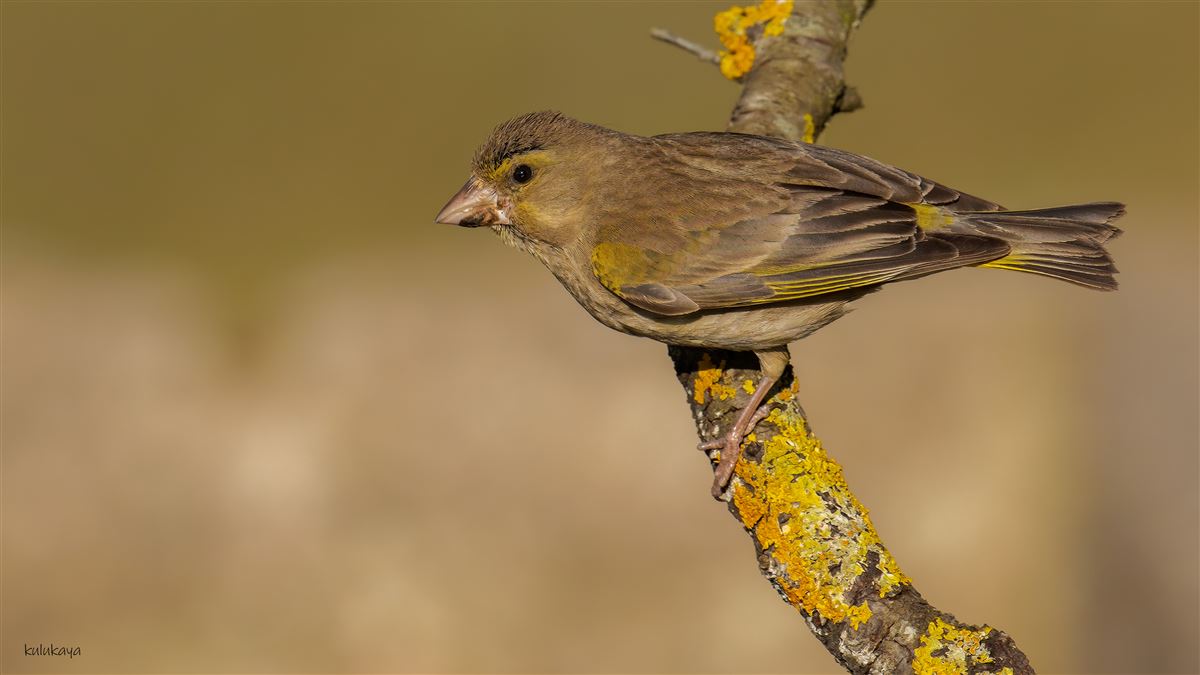 European Greenfinch