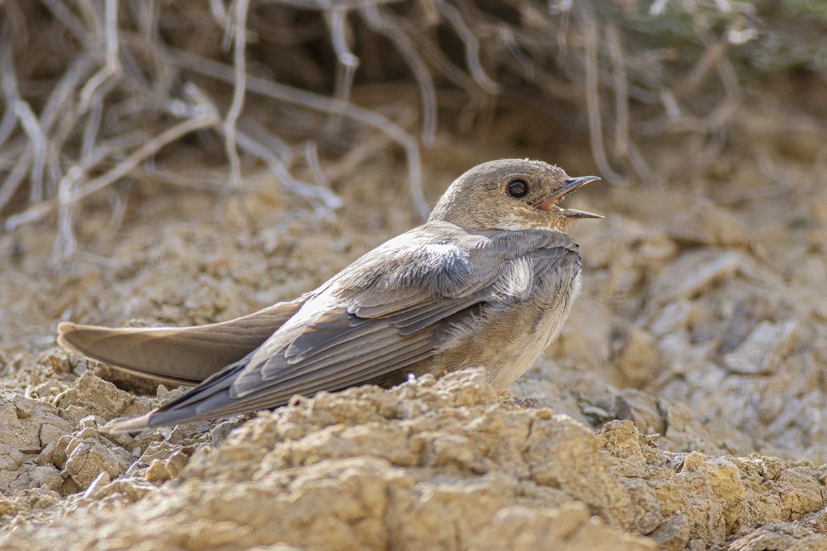 Eurasian Crag Martin