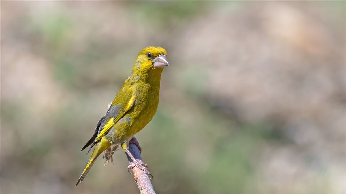 European Greenfinch