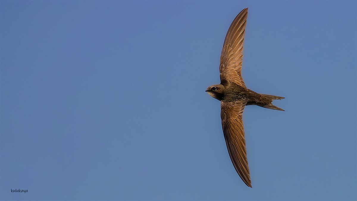 Pallid Swift