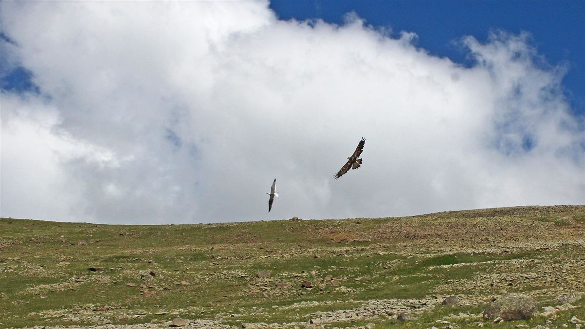 Kaya Kartalı