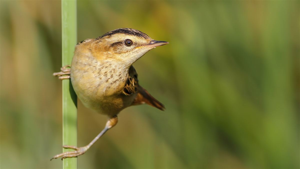 Sedge Warbler