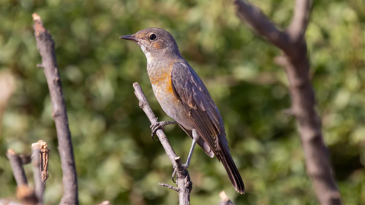 White-throated Robin