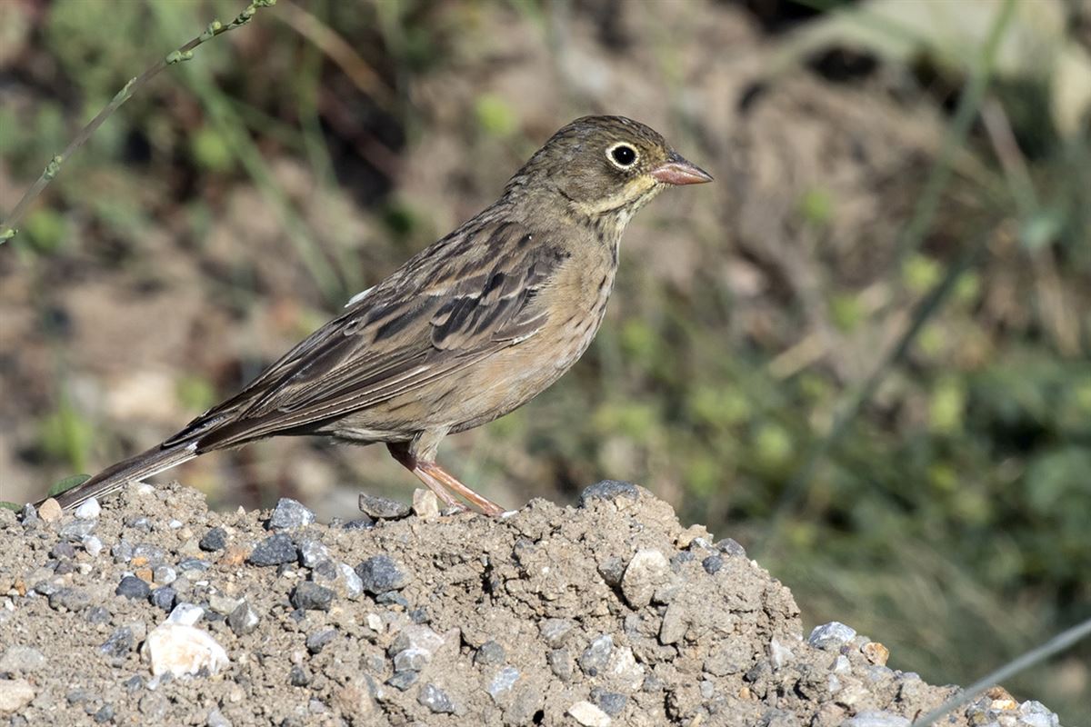Ortolan Bunting