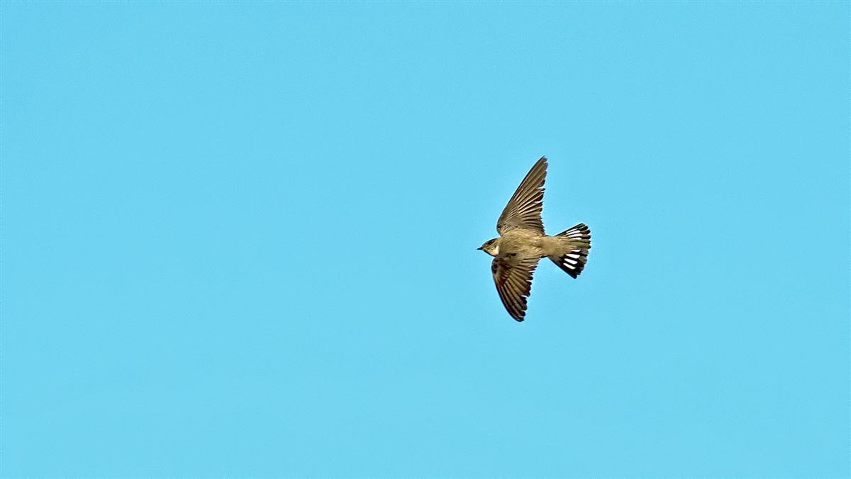 Eurasian Crag Martin