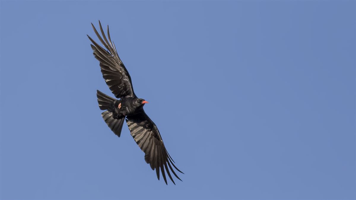 Red-billed Chough