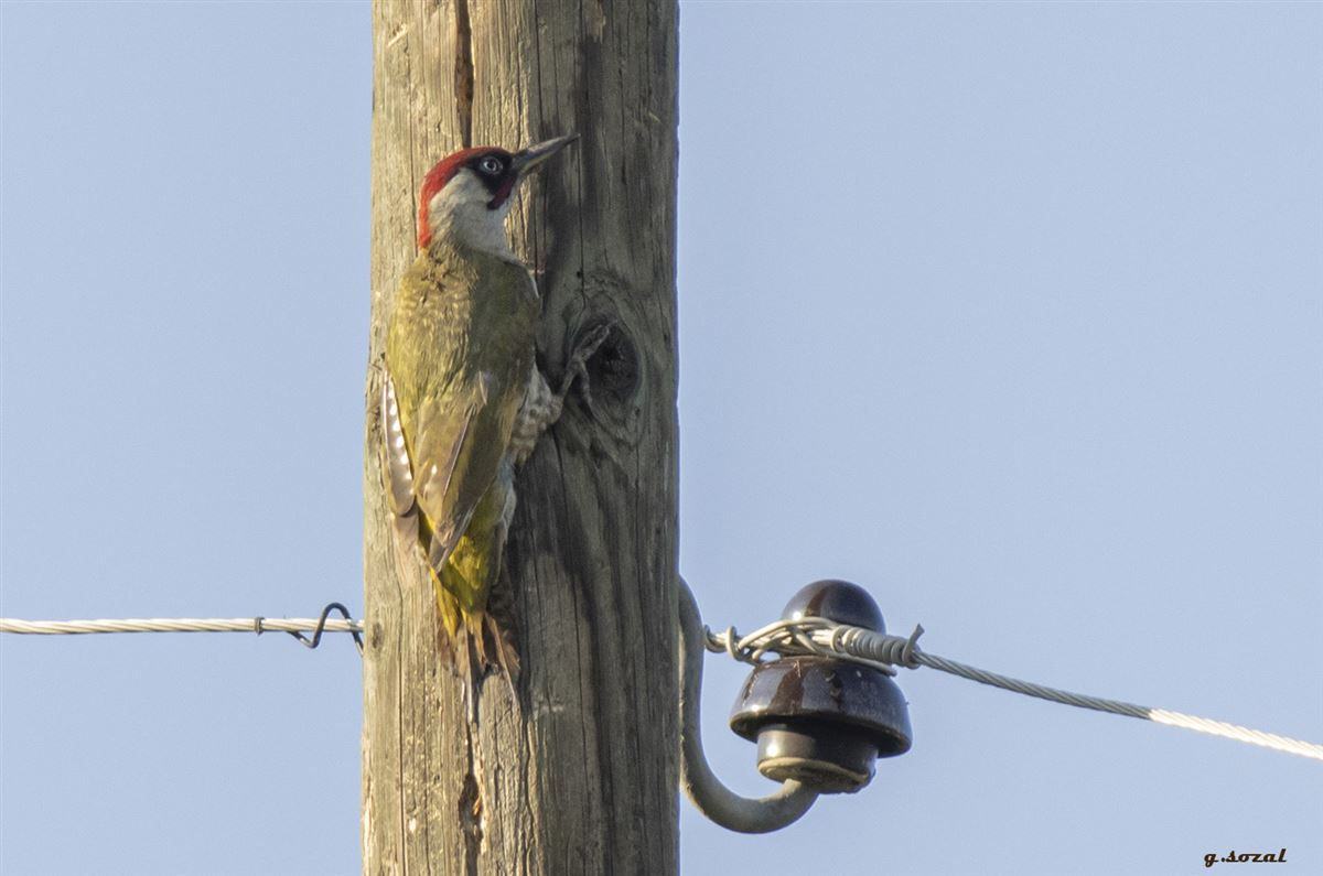 European Green Woodpecker