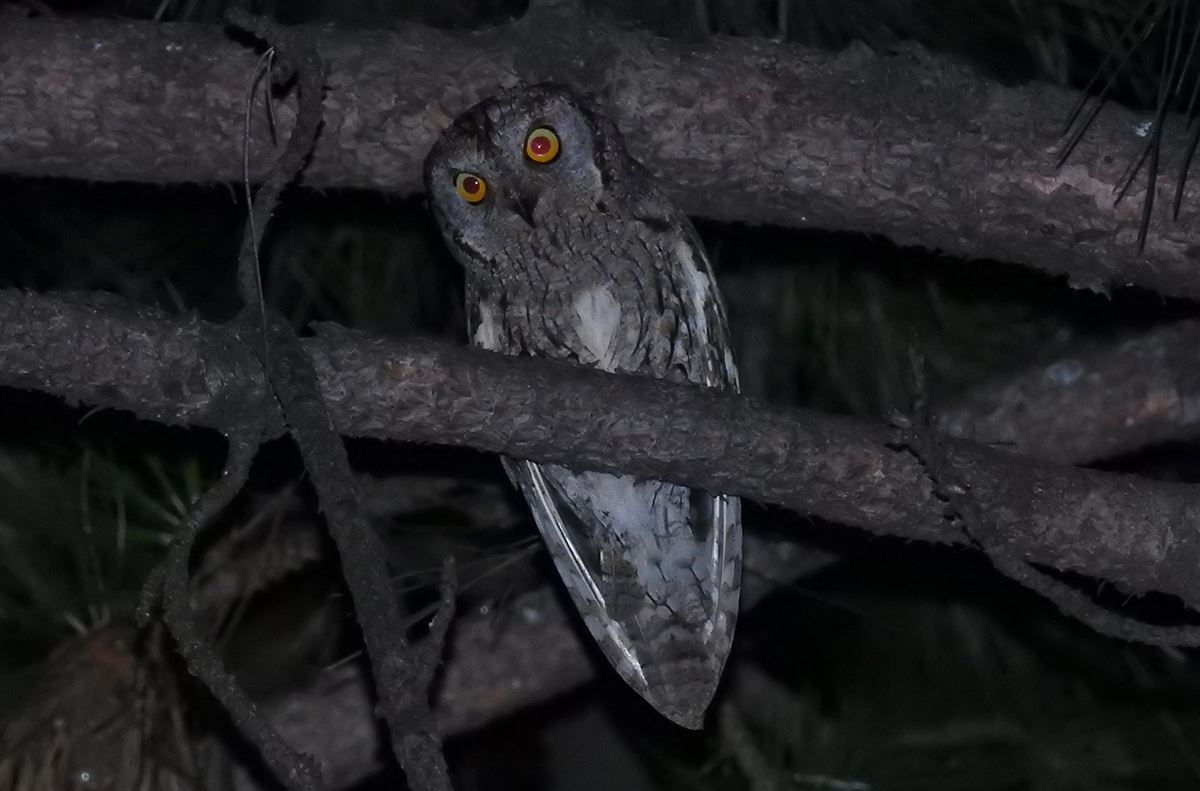 Eurasian Scops Owl