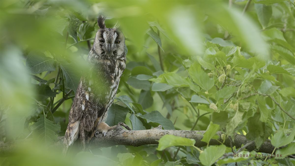 Long-eared Owl
