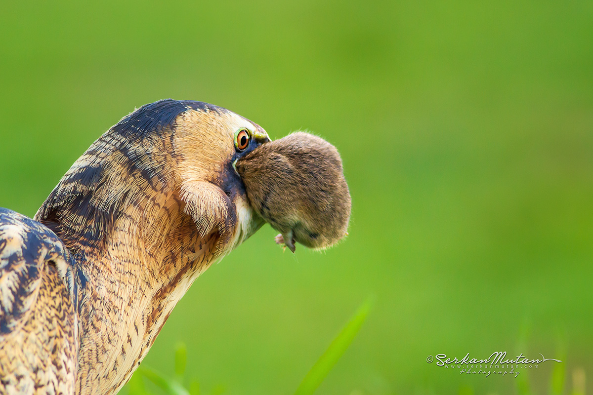 Eurasian Bittern
