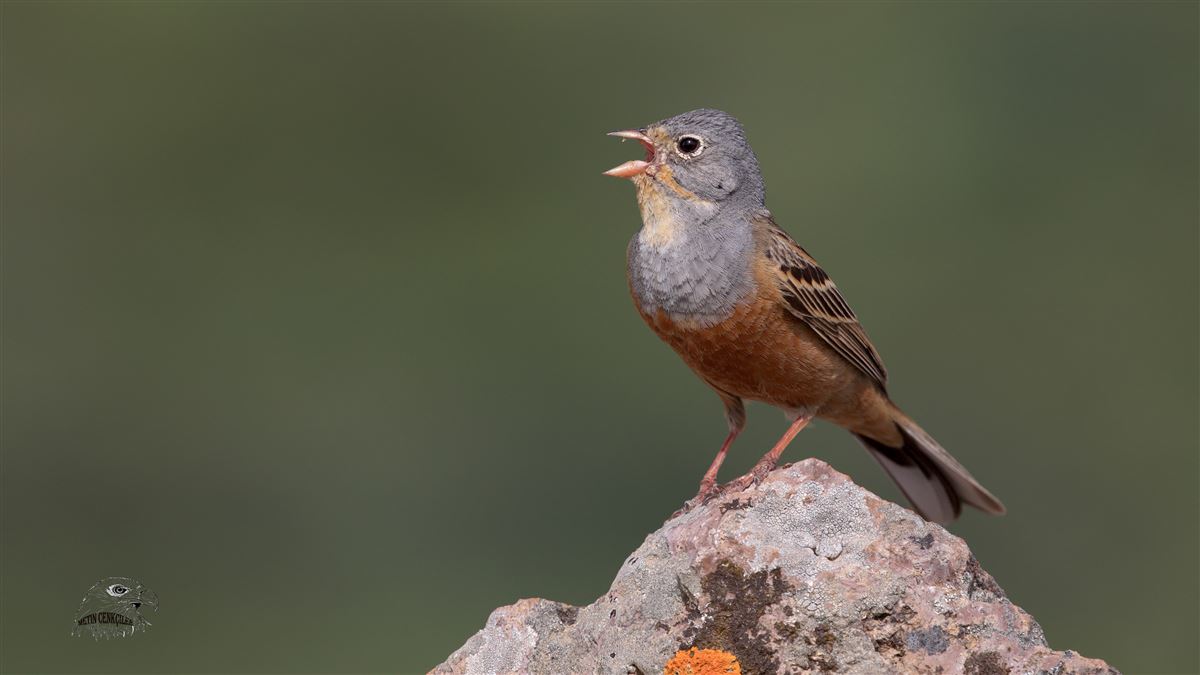 Cretzschmar`s Bunting