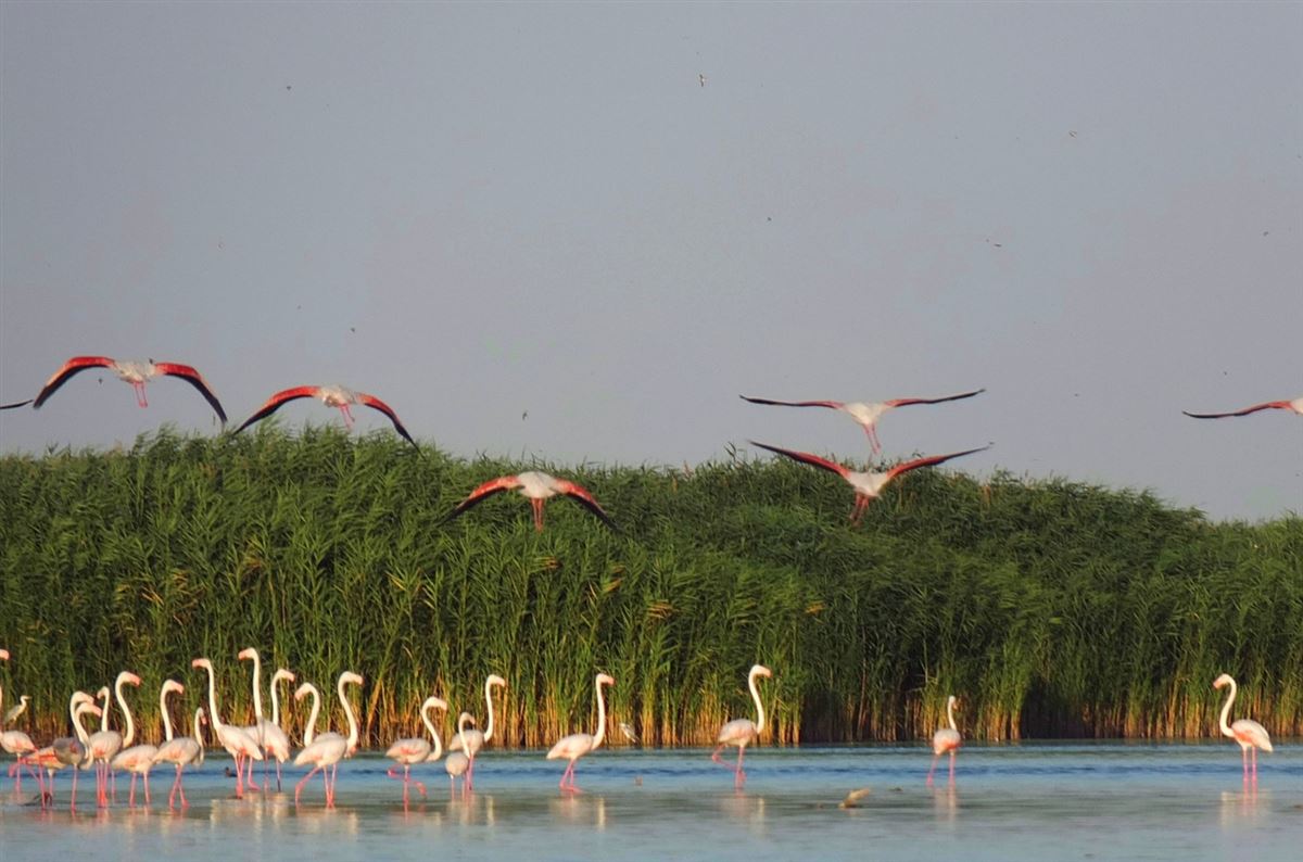 Flamingo