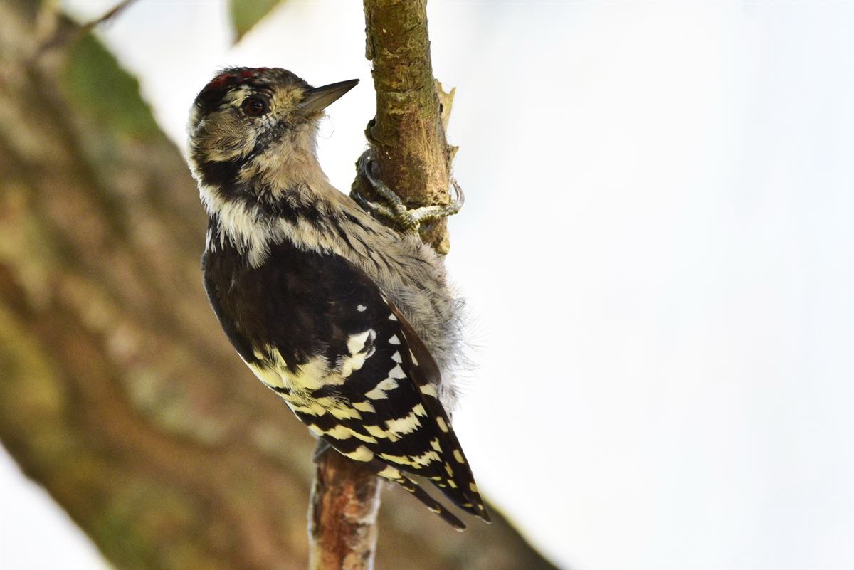 Lesser Spotted Woodpecker