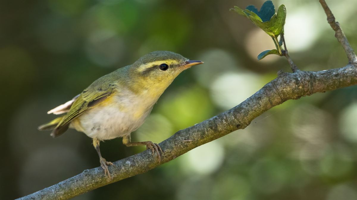 Wood Warbler