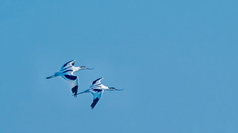 Pied Avocet