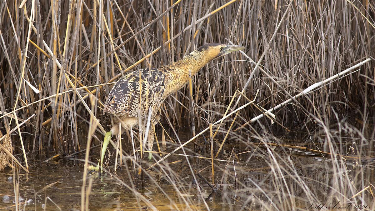 Eurasian Bittern