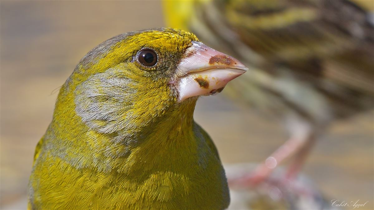 European Greenfinch