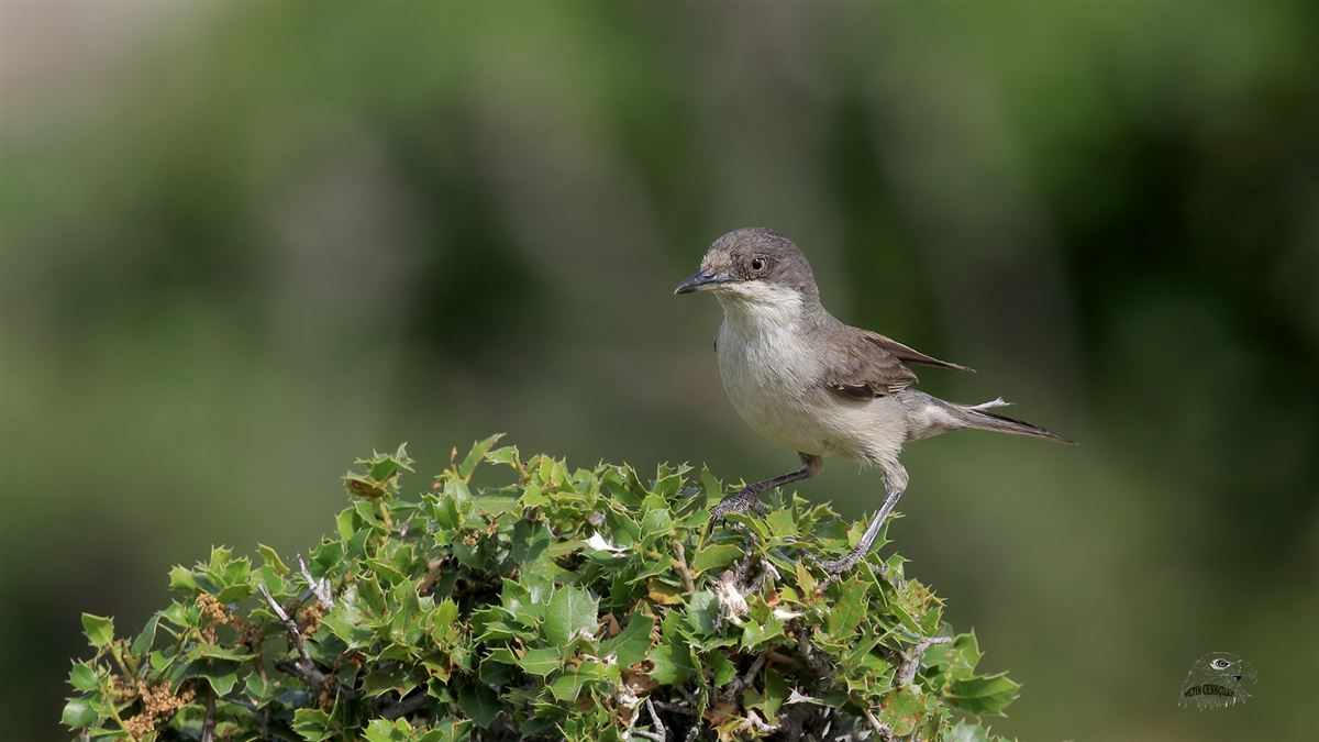 Eastern Orphean Warbler