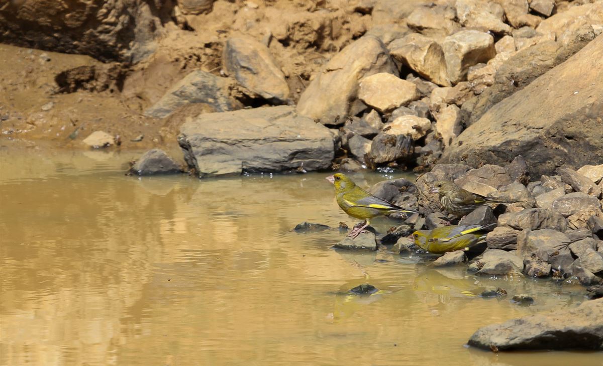 European Greenfinch