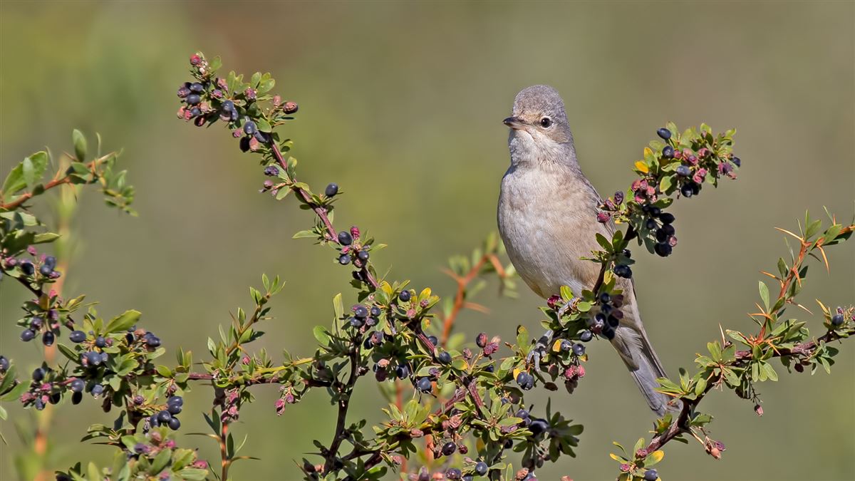 Barred Warbler