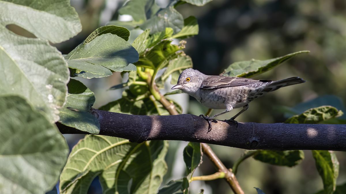 Barred Warbler