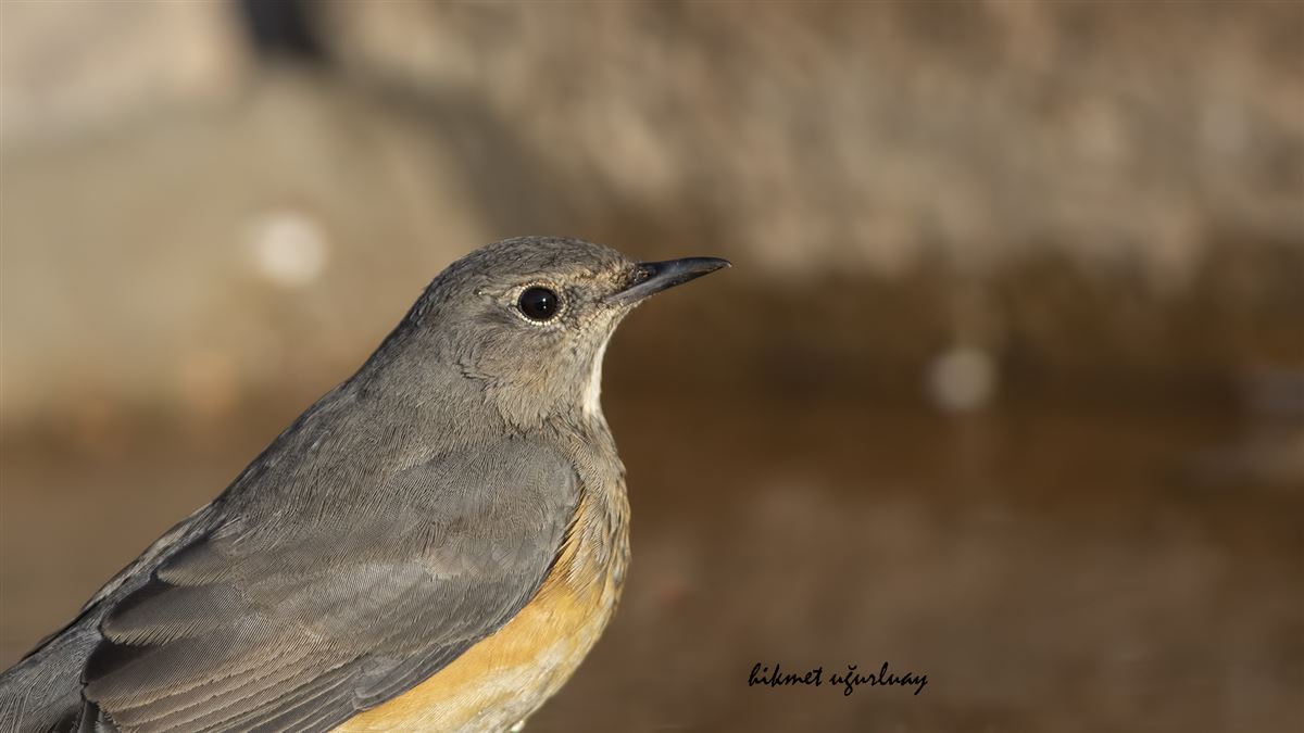 White-throated Robin